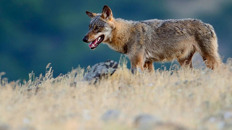 Eurasian Wolf (Canis lupus lupus), Madzharovo valley, Bulgaria